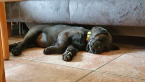 Labradorzucht Charcoal und Silber Labrador vom Ruhrtal
