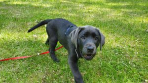 Labradorzucht Charcoal und Silber Labrador vom Ruhrtal