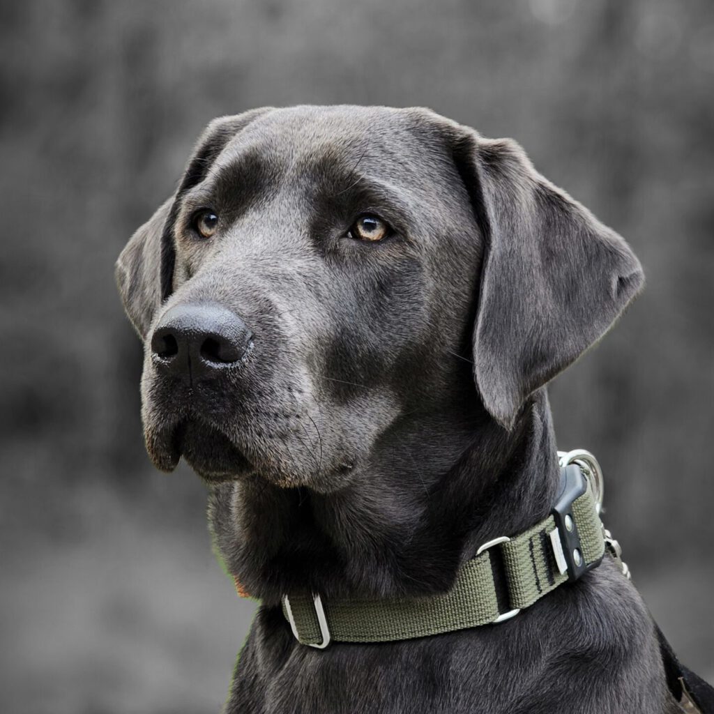 Labradorzucht Charcoal und Silber Labrador vom Ruhrtal