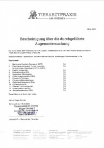 Labradorzucht Charcoal und Silber Labrador vom Ruhrtal