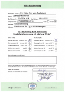 Labradorzucht Charcoal und Silber Labrador vom Ruhrtal