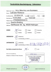 Labradorzucht Charcoal und Silber Labrador vom Ruhrtal