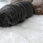 IMG-20220501-WA0009