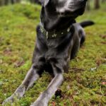 Labradorzucht Charcoal und Silber Labrador vom Ruhrtal