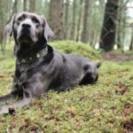 Labradorzucht Charcoal und Silber Labrador vom Ruhrtal