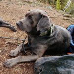 Labradorzucht Charcoal und Silber Labrador vom Ruhrtal