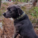 Labradorzucht Charcoal und Silber Labrador vom Ruhrtal