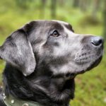 Labradorzucht Charcoal und Silber Labrador vom Ruhrtal