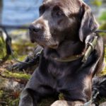 Labradorzucht Charcoal und Silber Labrador vom Ruhrtal