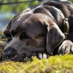 Labradorzucht Charcoal und Silber Labrador vom Ruhrtal