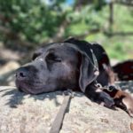 Labradorzucht Charcoal und Silber Labrador vom Ruhrtal