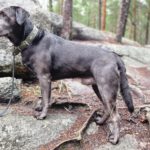 Labradorzucht Charcoal und Silber Labrador vom Ruhrtal