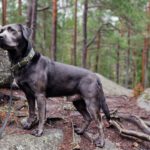 Labradorzucht Charcoal und Silber Labrador vom Ruhrtal