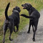 Labradorzucht Charcoal und Silber Labrador vom Ruhrtal
