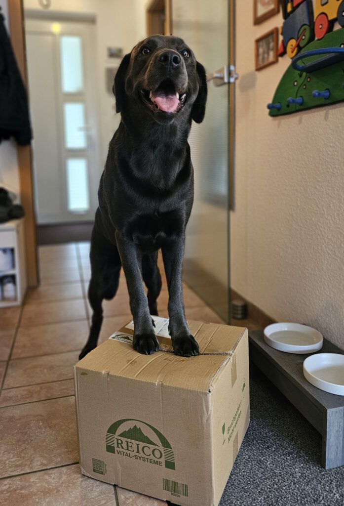 Labradorzucht Charcoal und Silber Labrador vom Ruhrtal