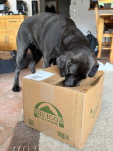 Labradorzucht Charcoal und Silber Labrador vom Ruhrtal