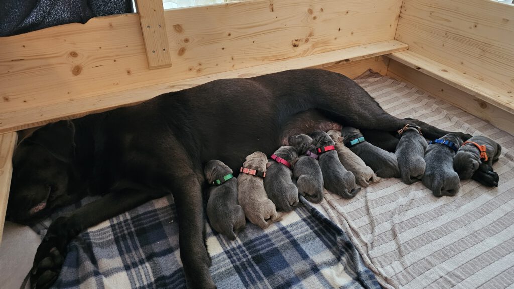 Labradorzucht Charcoal und Silber Labrador vom Ruhrtal